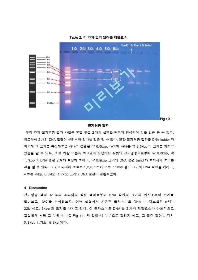 제한효소를 이용한 Restriction of DNA 결과레포트 [A＋].hwp